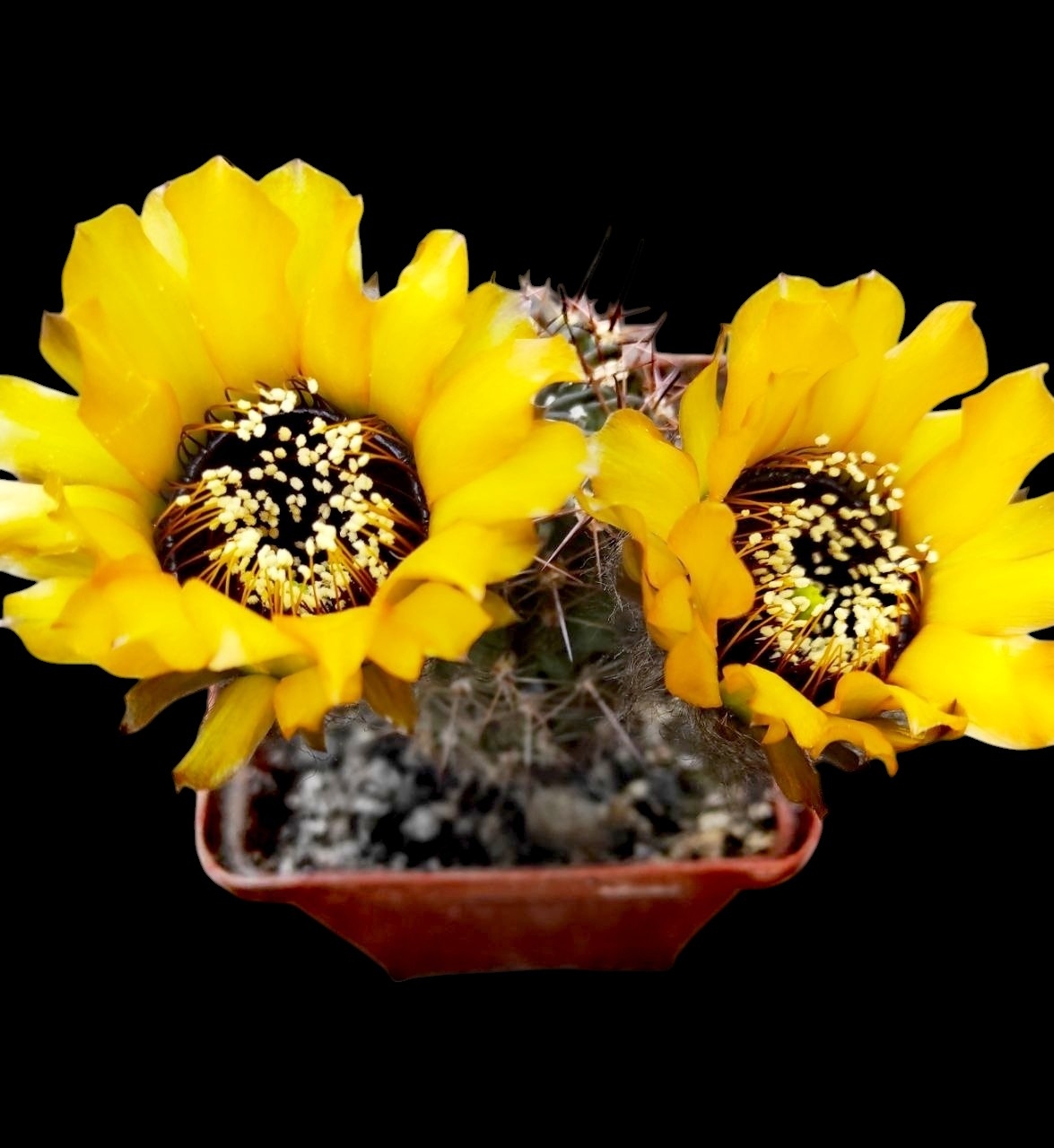 Lobivia jajoiana f. aureflora