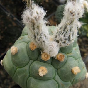 Astrophytum asterias cv Kikko 5-ribs насіння