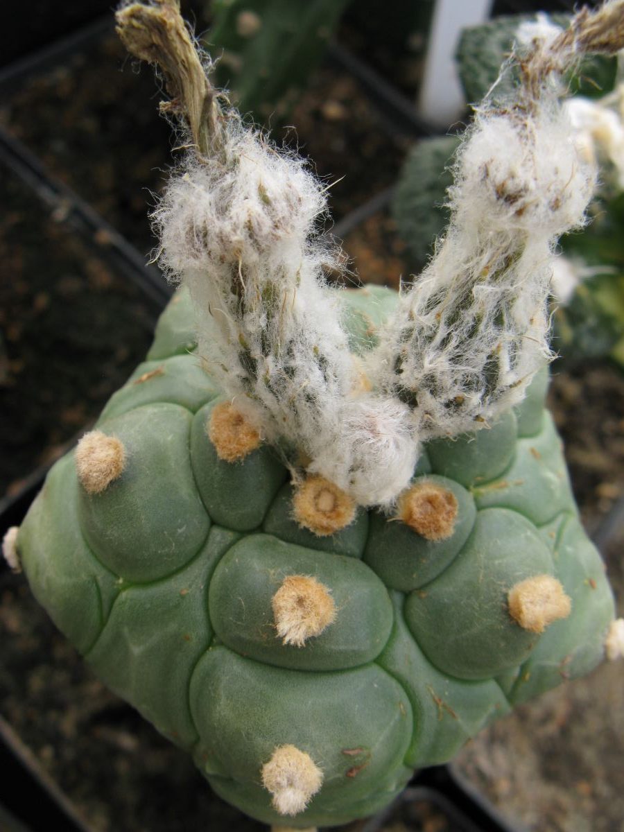 Astrophytum asterias cv Kikko 5-ribs насіння