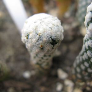 Pelecyphora valdeziana v albiflora SB250