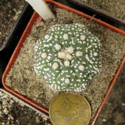 Astrophytum asterias cv Star shap