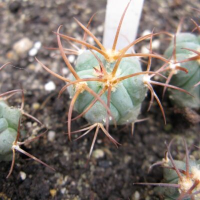 Echinocactus horizontalonius