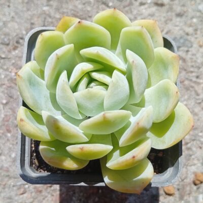 Echeveria Pink Line
