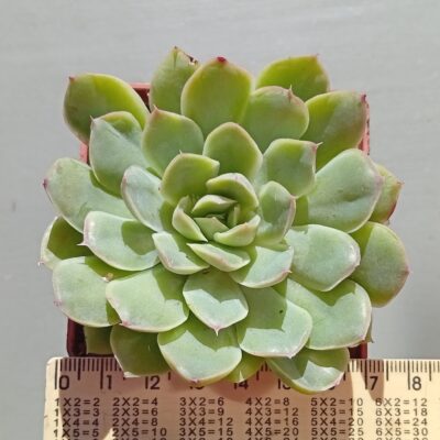 Echeveria Violet Queen