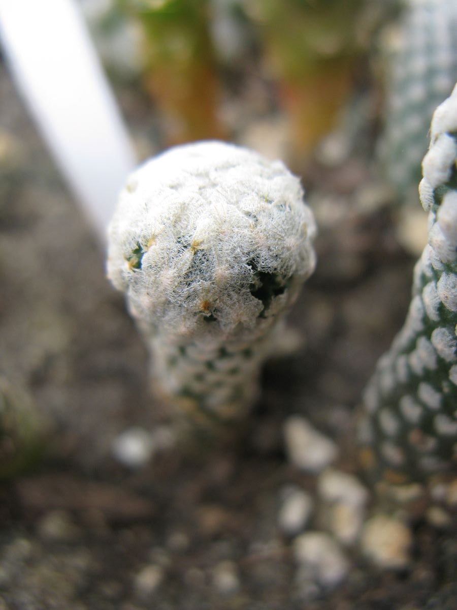 Pelecyphora valdeziana v albiflora SB250