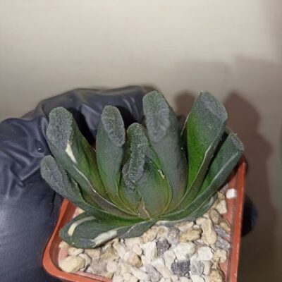 Haworthia Truncata Variegata