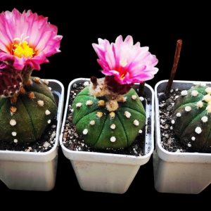 Аstrophytum asterias hybrid
