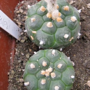 Astrophytum asterias cv Kikko насіння