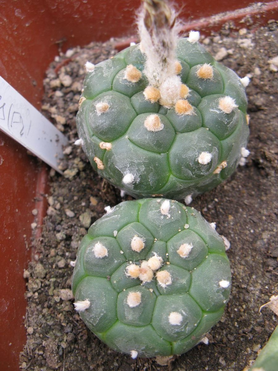 Astrophytum asterias cv Kikko насіння