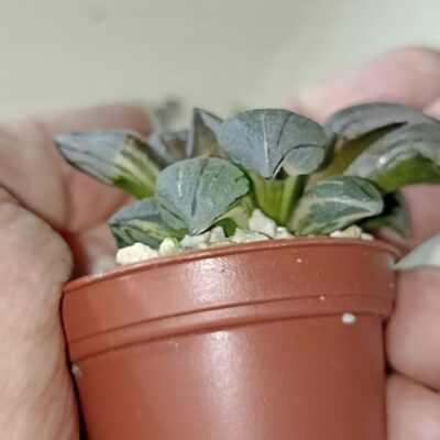 Haworthia Atrofusca Mutant Watermelon Variegated