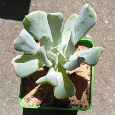 Echeveria runyonii Topsy Turvy