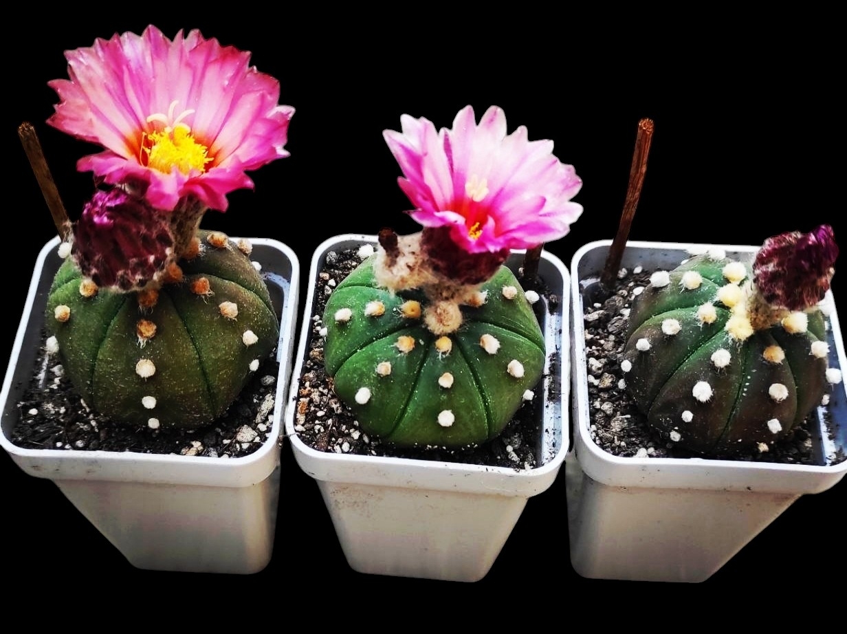 Аstrophytum asterias hybrid