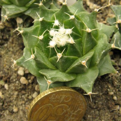 Obregonia denegrii RS600
