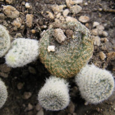 Puna clavaroides *weis*