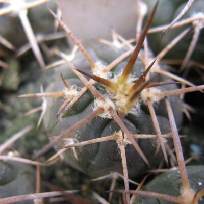 Gymnocalycium spegazzinii v major Los Molines