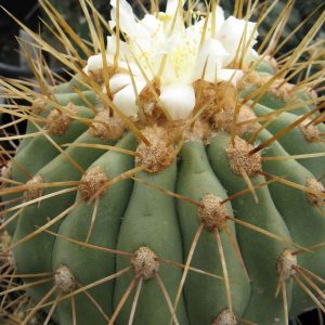 Copiapoa hazeltoniana KBC 988 насіння