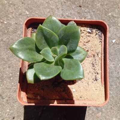 Echeveria Croma
