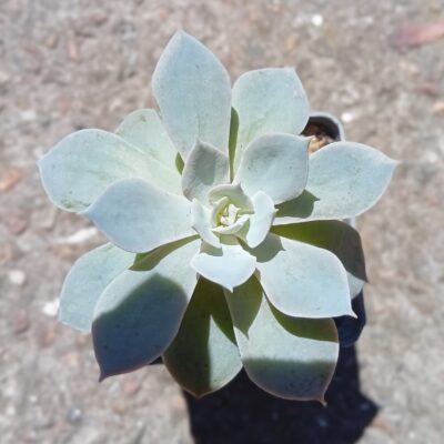 Echeveria subsessilis Morning Beauty
