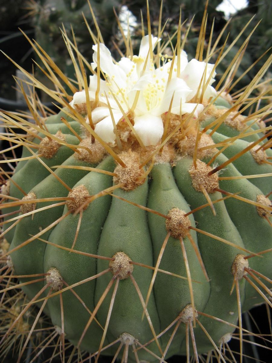Copiapoa hazeltoniana KBC 988 насіння