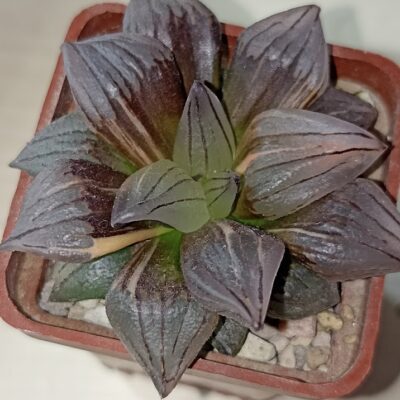Haworthia Atrofusca Mutant Watermelon Variegated