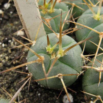 Gymnocalycium cardenasianum LF616