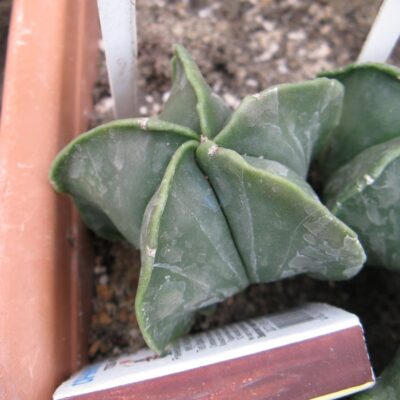 Astrophytum myriostigma v nudum # N