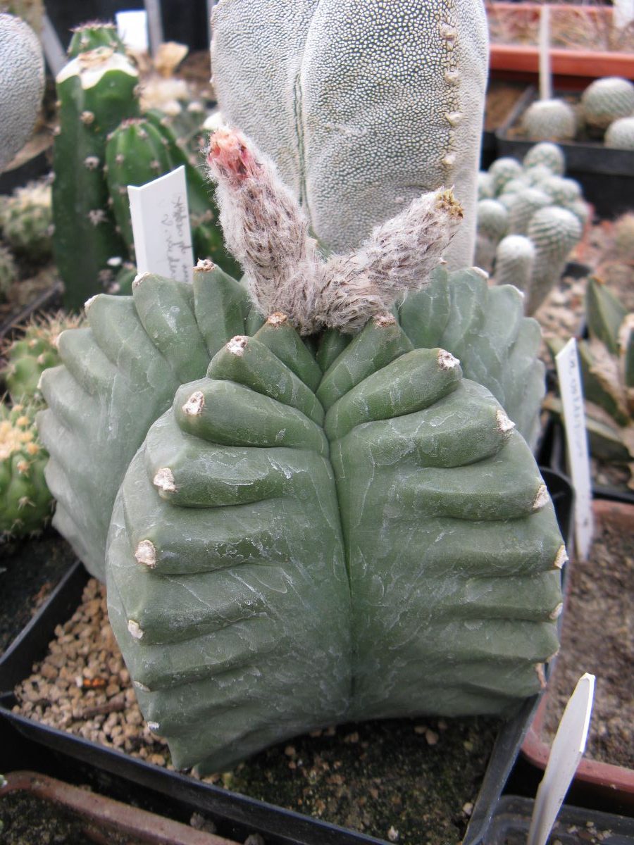 Astrophytum myriostigma cv Kikko насіння