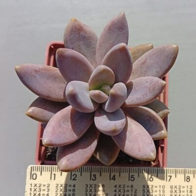 Sedeveria Blue Mist