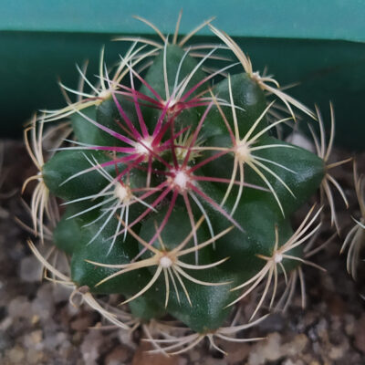 Thelocactus bicolor
