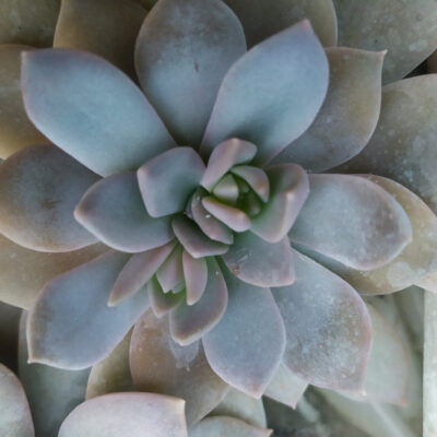 Echeveria carnicolor