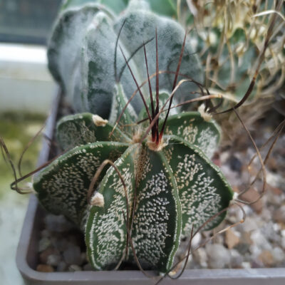 Astrophytum capricorne