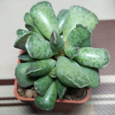 Adromischus cooperi