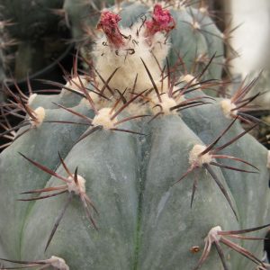 Echinocactus horizontalonius VCA142 насіння