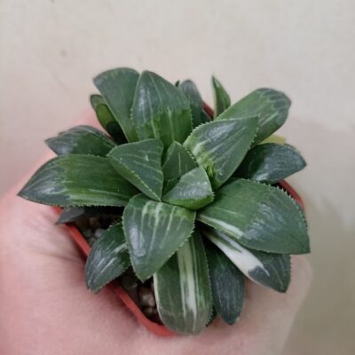 Haworthia Heidelbergensis Variegated