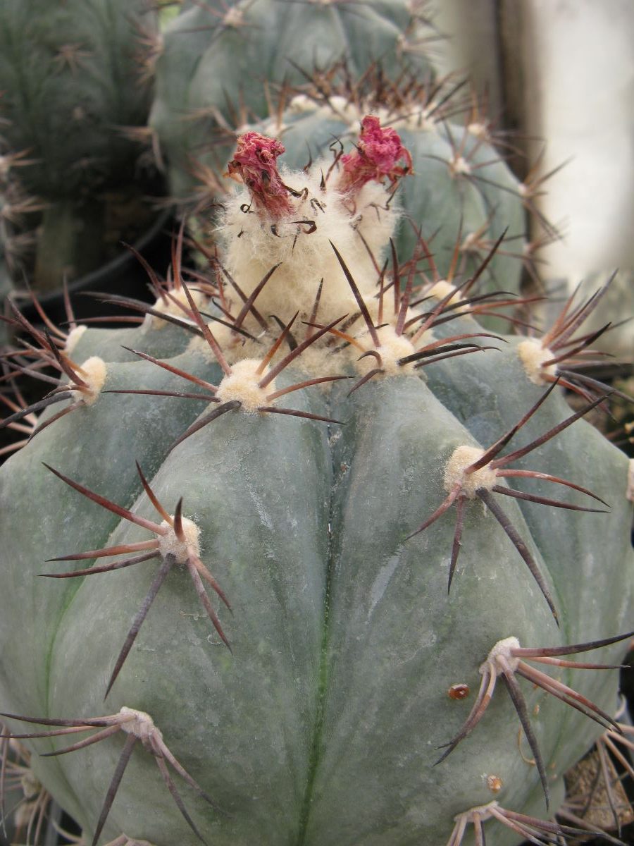 Echinocactus horizontalonius VCA142 насіння