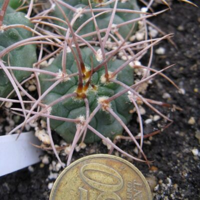 Gymnocalycium guanhinensis MT11-504