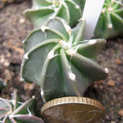 Astrophytum crasisspinum