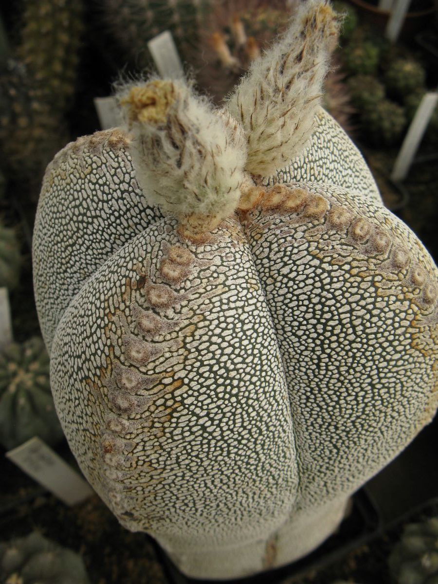 Astrophytum myriostigma cv Onzuka 4-ribs насіння