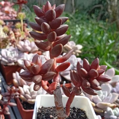 Sedeveria Jet Beads