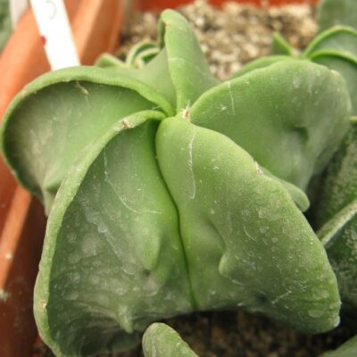 Astrophytum myriostigma cv #3