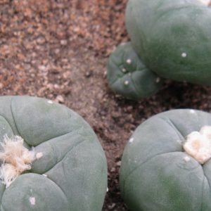 Lophophora echinata H Kunzler насіння