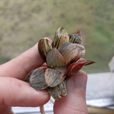 Haworthia Night Forest Variegated