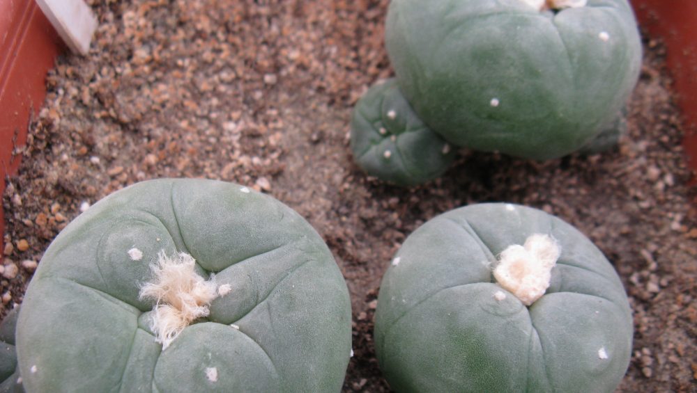 Lophophora echinata H Kunzler насіння