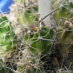 Lobivia wrightiae