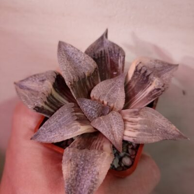Haworthia Picta Black Diamond Variegated
