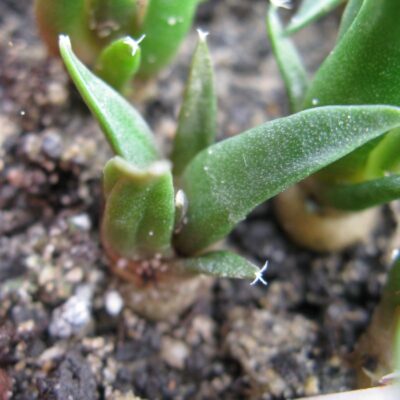 Ariocarpus confusus PP581