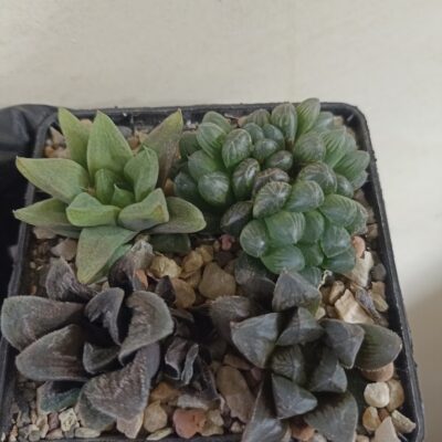 Haworthia Mix 2