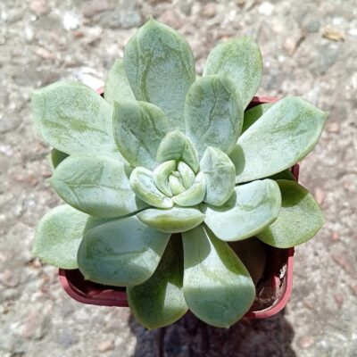 Echeveria Elsa