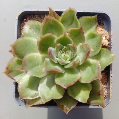Echeveria Green Joy( hybr Ermak Olga)