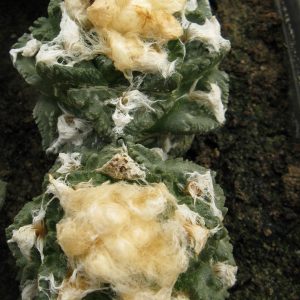 Ariocarpus fissuratus Big Bend насіння
